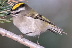 Golden-crowned Kinglet